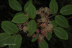 Pentapanax leschenaultii